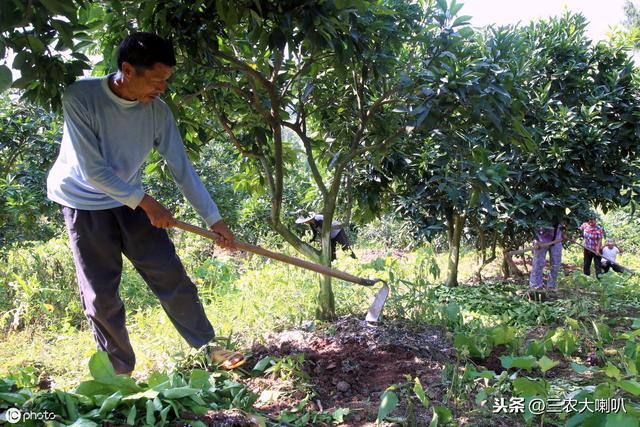 果树病虫害高发，果农头疼！怎么防治？这些配方一用就灵！4