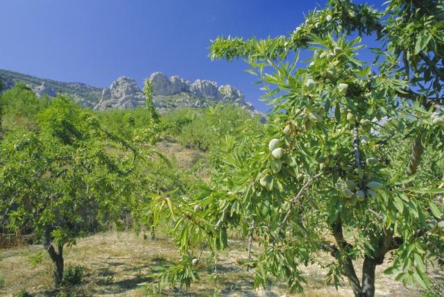 杏树种植方法，做好这几点，年产量提高百分之302