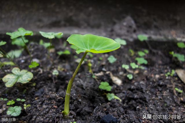 芋头种植管理有讲究，用好以下这10条，后期产量增加可不少4