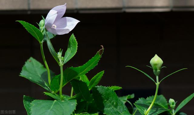 桔梗种植技术