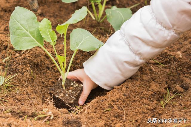 花椰菜结球小产量低，诱发原因较多，深入了解后才能科学解决问题6