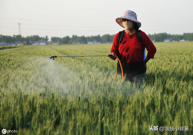 虫体小、难发现、易减产！小麦吸浆虫防治一定要抓住这两关键期！7