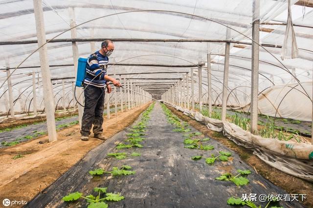 西葫芦蔓枯病危害大，烂蔓、枯叶、瓜畸形，需科学用药综合防治7