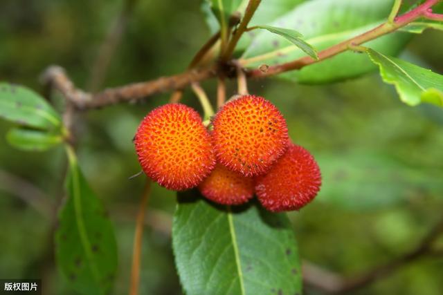 杨梅的种植及病虫害防治技术介绍（全干货）8