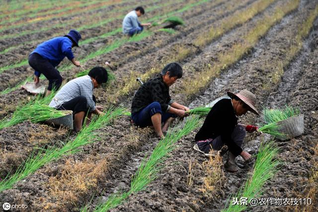 大葱种植病虫害年年加重，如何防治更高效，怎么种植更高产？5