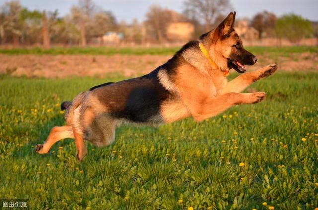 德国牧羊犬价格