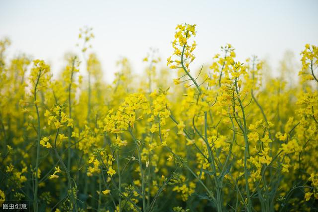 油菜常见病害症状及防治技巧，这些相关的知识，你掌握了吗？4