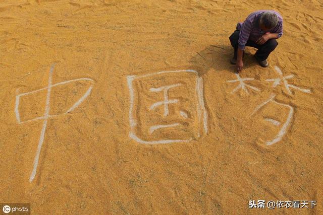 谷子白发病减产、降品危害大，病害好防难治，抓住源头轻松解决6