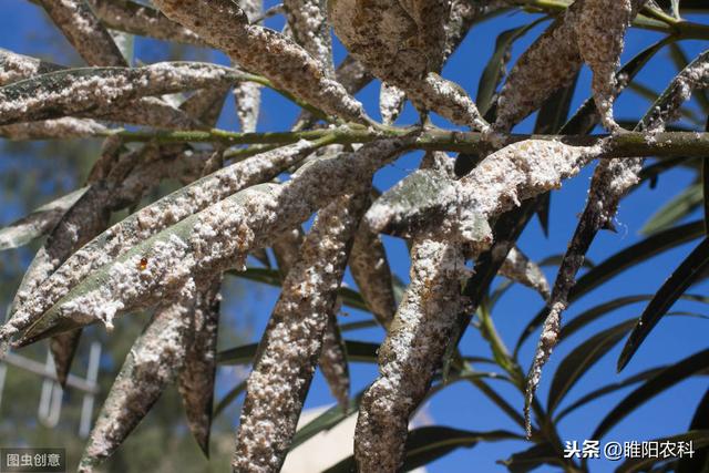 这个新药几分钟即可杀死害虫，可杀30多种害虫5