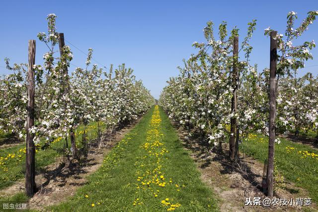 果园内常用的7种除草方法和2种生草方法，你认为哪种效果好？2