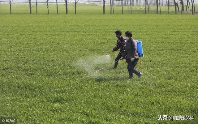 麦田杂草打不死，试试这个新药，专治抗性杂草2