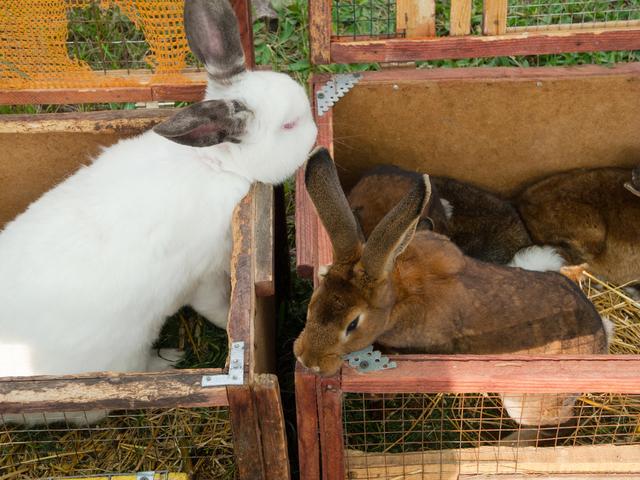 獭兔饲料