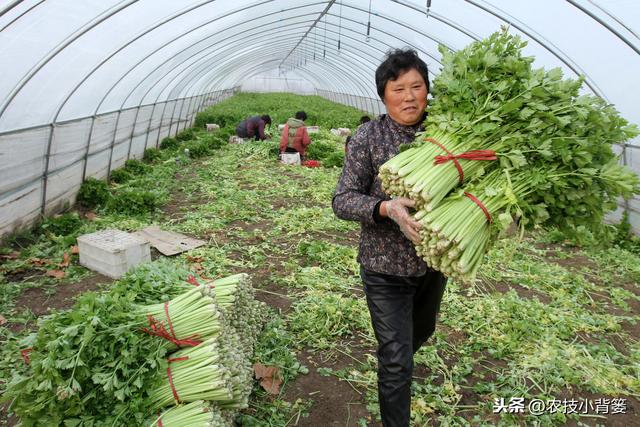 冬季大棚使用烟雾剂防治病虫害效果虽好，但一定要注意这4条3