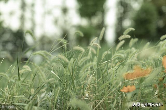 花生田、甘蔗田最好的除草剂，专治恶性杂草，斩草除根，干净彻底5