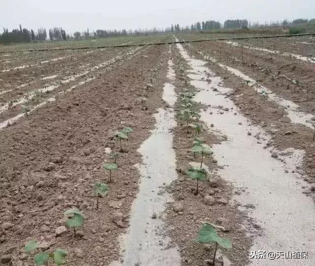 棉花播前除草，使用二甲戊灵有哪些注意事项？2