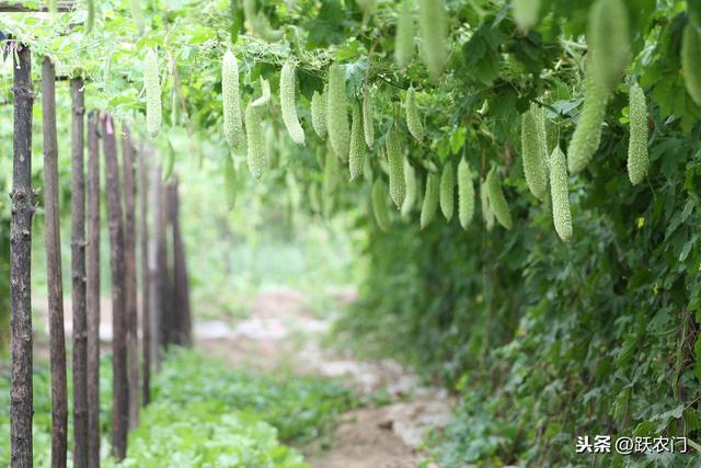 好吃营养的苦瓜的种植时叶子发黄的原因以及防止方法，是这些5