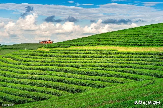 掌握茶园除草的方法，再也不用愁！6