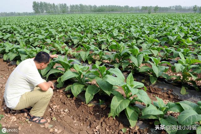 作物发生病毒病，危害重、易复发、难根治，这些防治方法要牢记！9