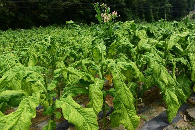 优质烤烟栽培管理技术，加强病虫害防治，提高烤烟的质量和产量3