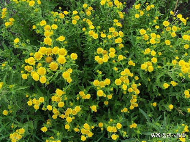 秋雨禅诗美句，一番秋雨一番凉，道路无尘野菊香