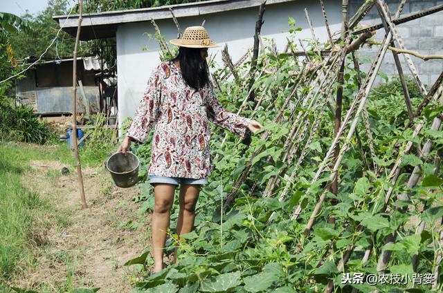 春季种植豆角做到这五点，苗株健壮、开花结荚多，持续采摘能高产5