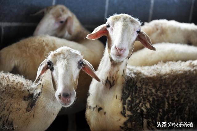羊养殖，养羊技术及羊的养殖方法？