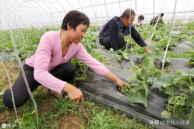 草甘膦与草铵膦同属广谱、高效、灭生类除草剂，差别竟然这么大12