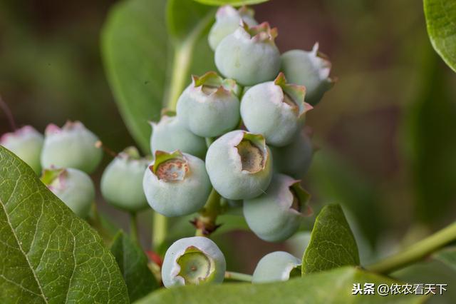 蓝莓要想产量好，花果期种植细节很重要，4大管理要点供参考5