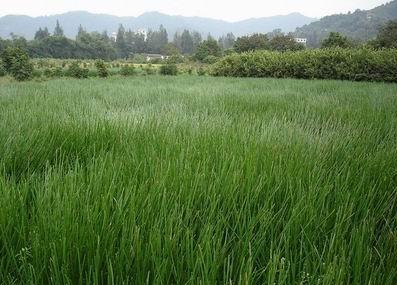 荸荠高产栽培技术，加强田间管理方式，帮助农民解决不必要的麻烦7