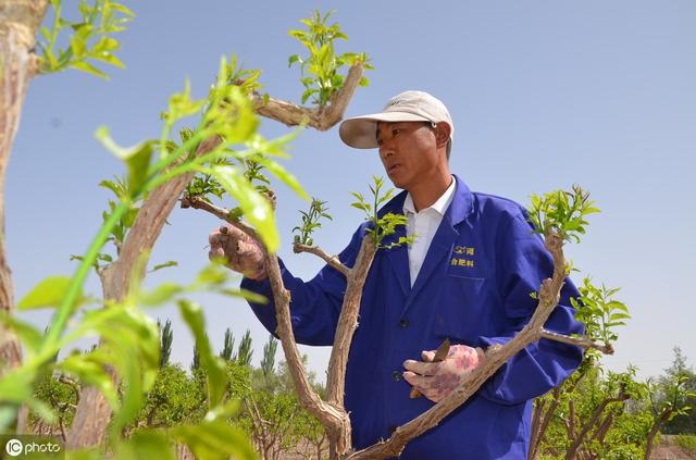 冬枣树产量低、徒长枝怎么办？做好摘心工作很重要5