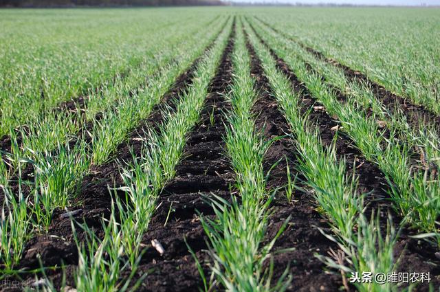 极具潜力的新型麦田除草剂，既能杀死杂草，又能封闭未出土杂草