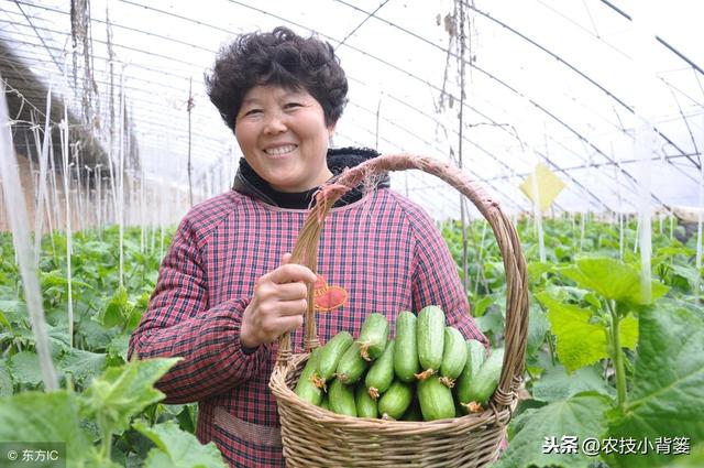 黄瓜种植，如何有效防治靶斑病、霜霉病、细菌性角斑病、炭疽病？20