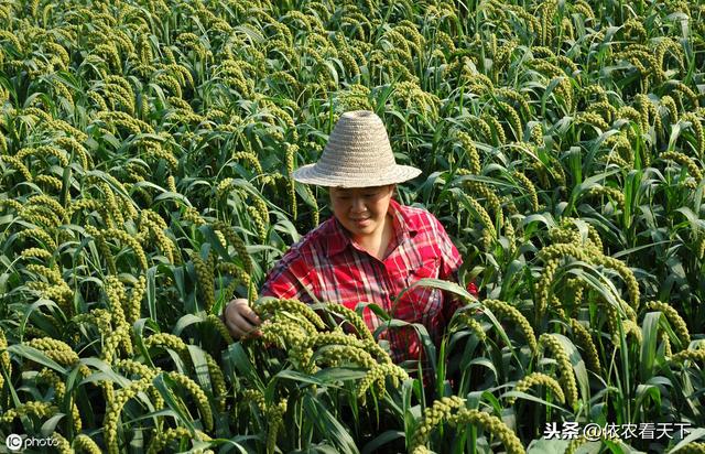 谷子白发病减产、降品危害大，病害好防难治，抓住源头轻松解决3