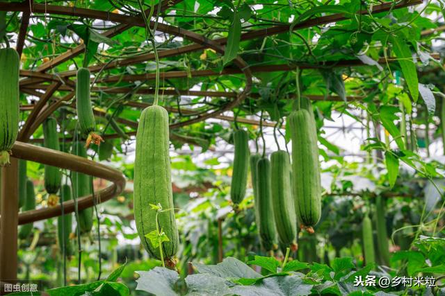 温暖高湿“丝瓜褐斑病”易发生，巧用科学防治技巧，避免减产损失