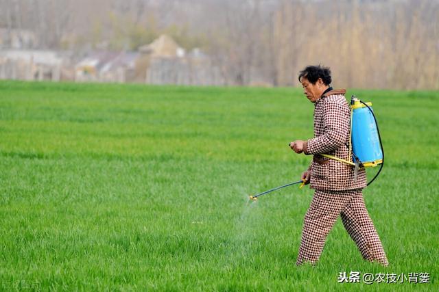 春季麦田除草期临近，最佳打药时机、选药与打药技巧都在这里4