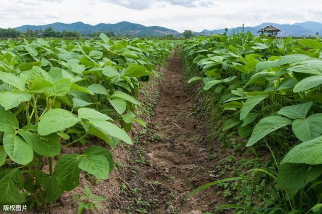 大豆种植技术，与病虫害防治措施，学会这招有效避免低产发生4