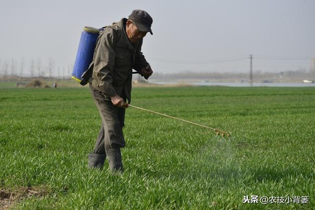 春季麦田除草期临近，最佳打药时机、选药与打药技巧都在这里6