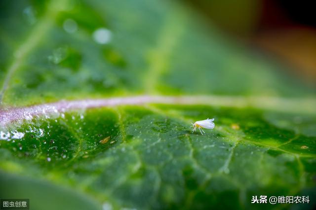 这个药正打反死，专杀蚜虫、蓟马、飞虱、粉虱等害虫，几分钟见效3