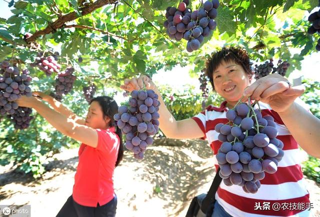 葡萄技术：葡萄果园常见三种病害症状、发病规律及防治措施详解2