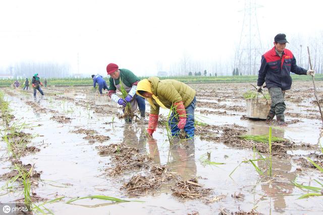 茭白种植效益高，老农民分享一套科学种植技术3