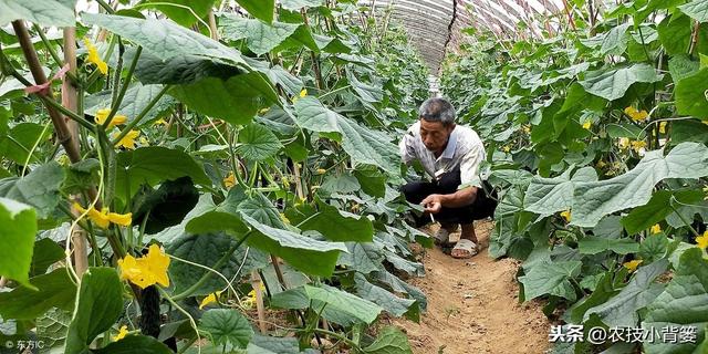 黄瓜种植，如何有效防治靶斑病、霜霉病、细菌性角斑病、炭疽病？16