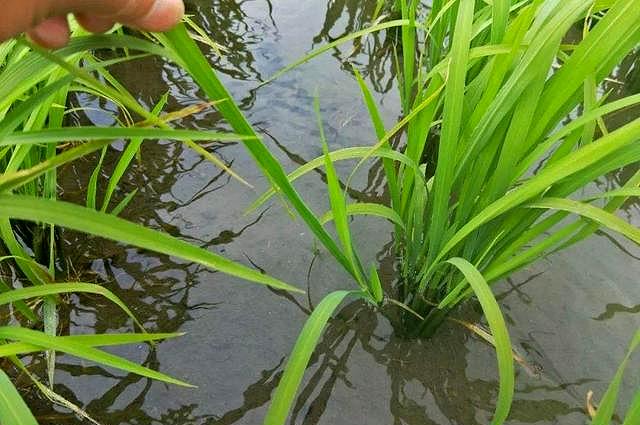 水稻分蘖太少怎么办？如何提高水稻有效分蘖？看完这篇你就知道了3