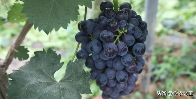用好芸苔素内酯，夏黑葡萄增产增重增甜！把握3个时期，2个浓度2
