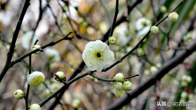 花中君子是什么花