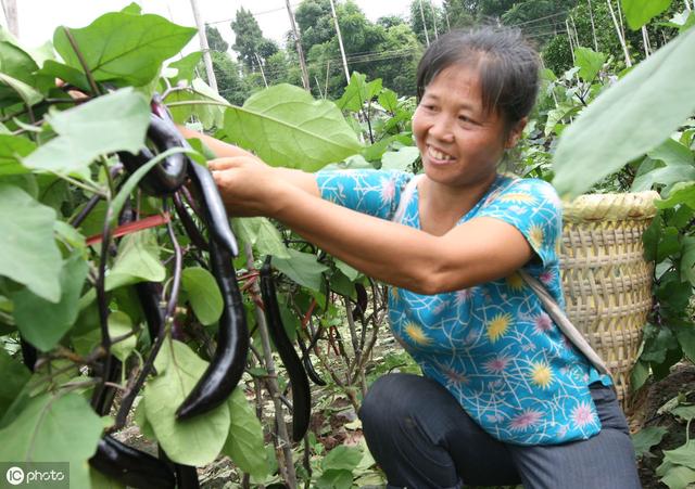 俗称“半边疯”，茄子黄萎病有什么症状？该怎么防治？2