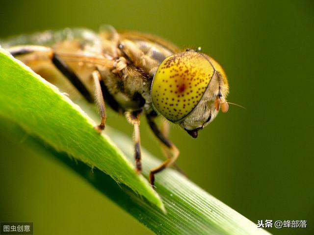 复眼是什么意思