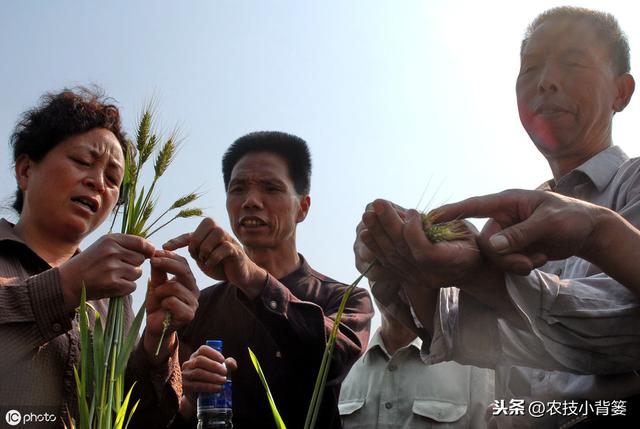 虫体小、难发现、易减产！小麦吸浆虫防治一定要抓住这两关键期！