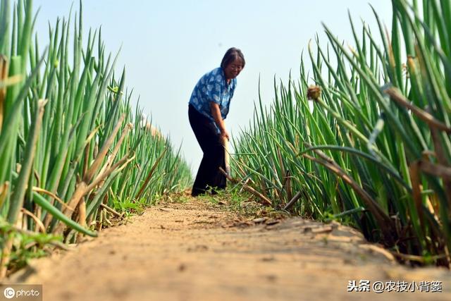 草甘膦与草铵膦同属广谱、高效、灭生类除草剂，差别竟然这么大9