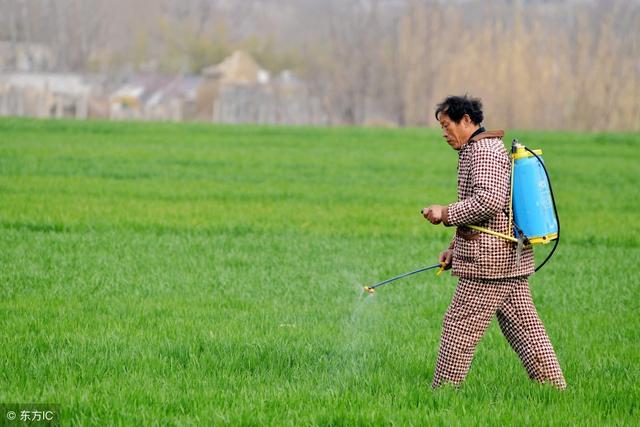 种植小麦，年后什么时候可以打除草剂？和哪些因素有关？