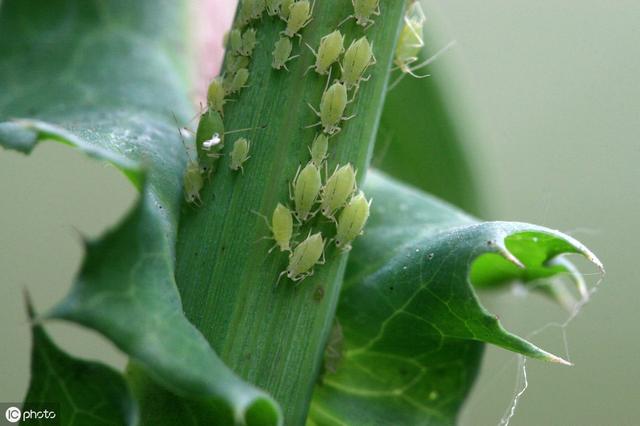 秋季低温多湿，芹菜二尾蚜来袭能不能防住这个害虫，就看这次了3